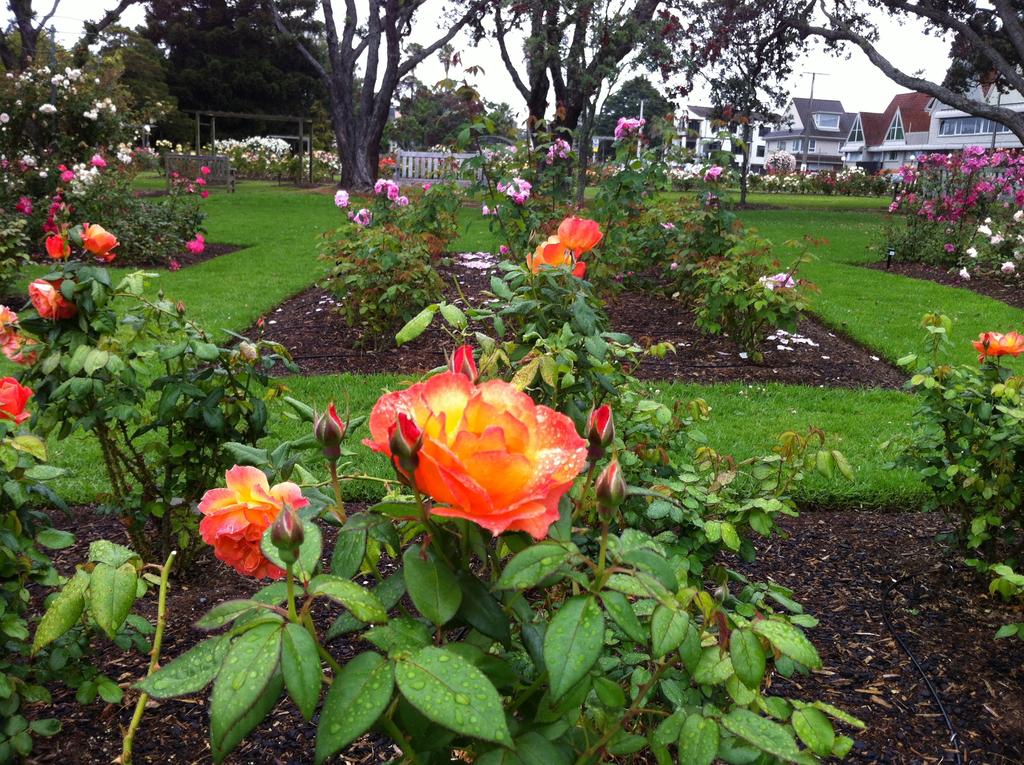 Auckland Domain Winter gardens
